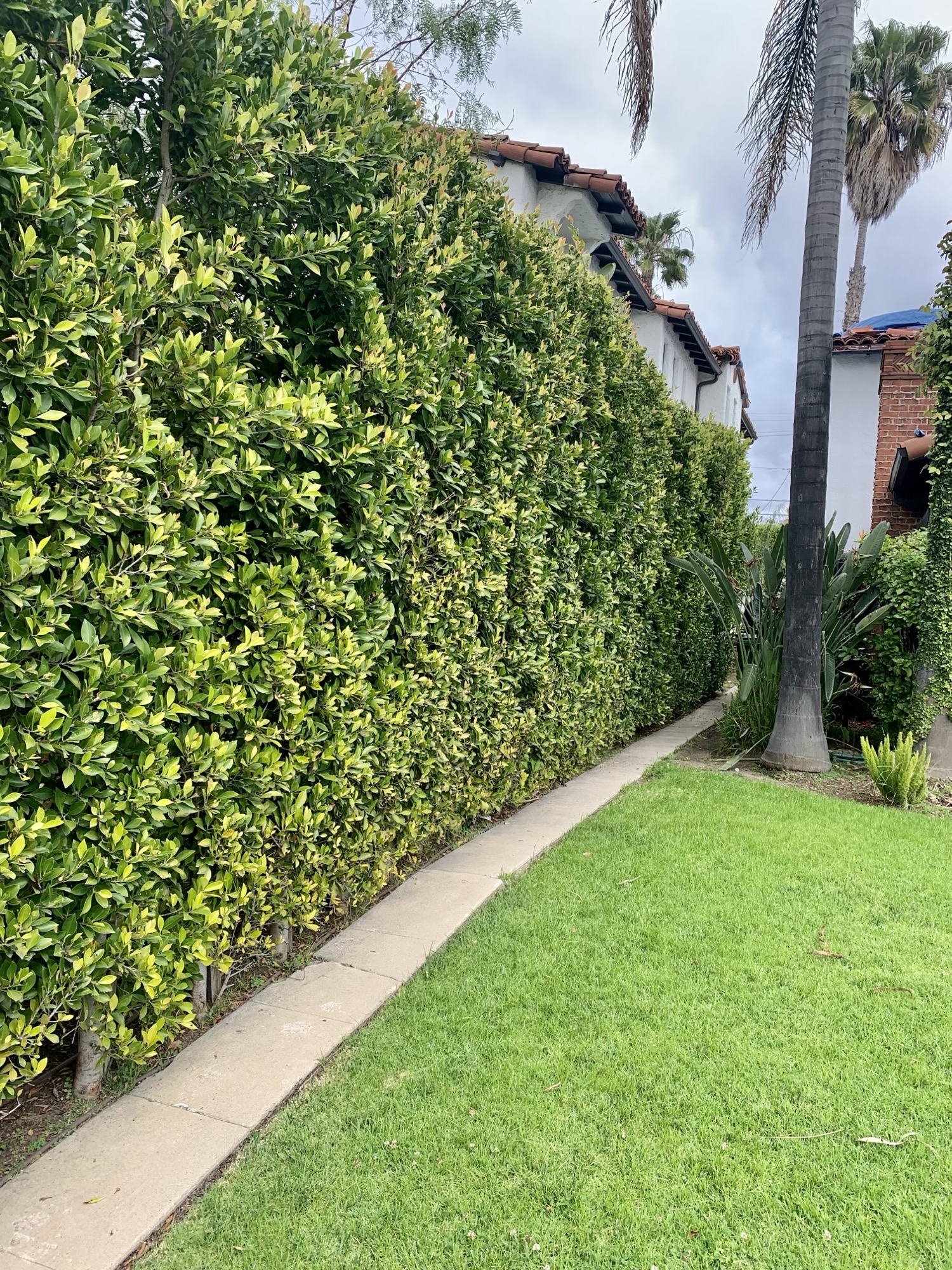 Mature Ficus privacy hedge bordering a Southern California home lawn